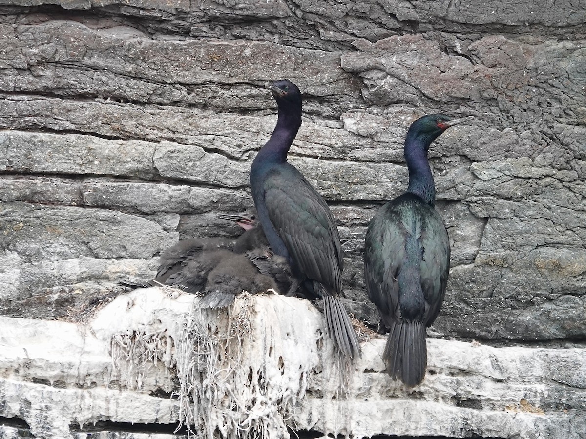 Pelagic Cormorant - ML638407122