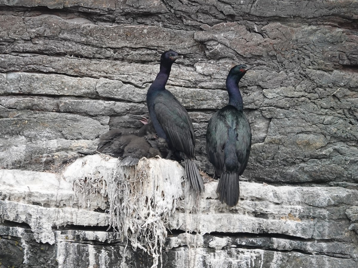 Pelagic Cormorant - ML638407123