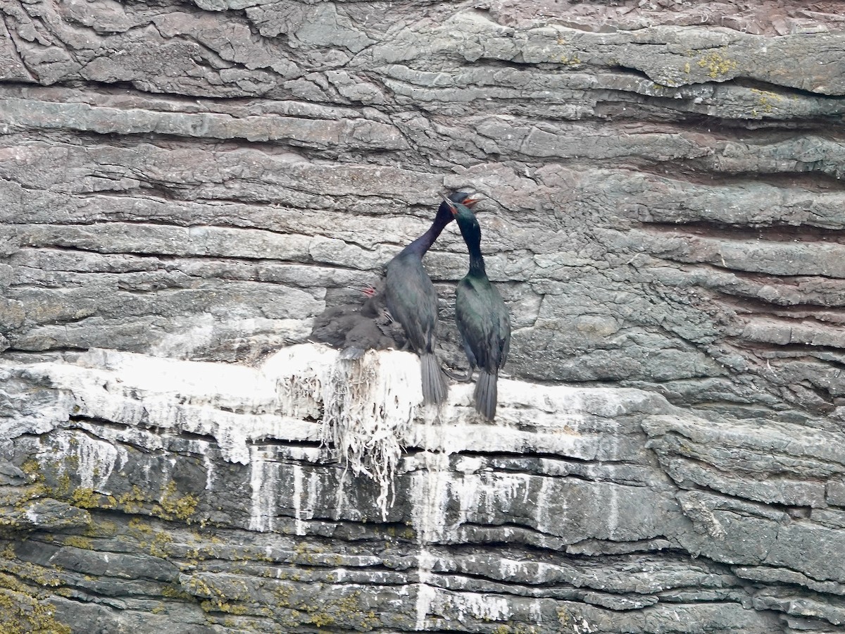 Pelagic Cormorant - ML638407124