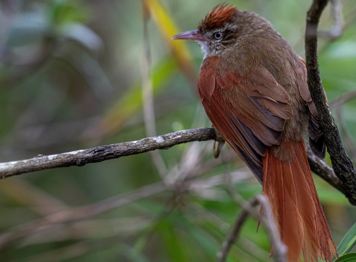 Streak-capped Spinetail - ML638407137