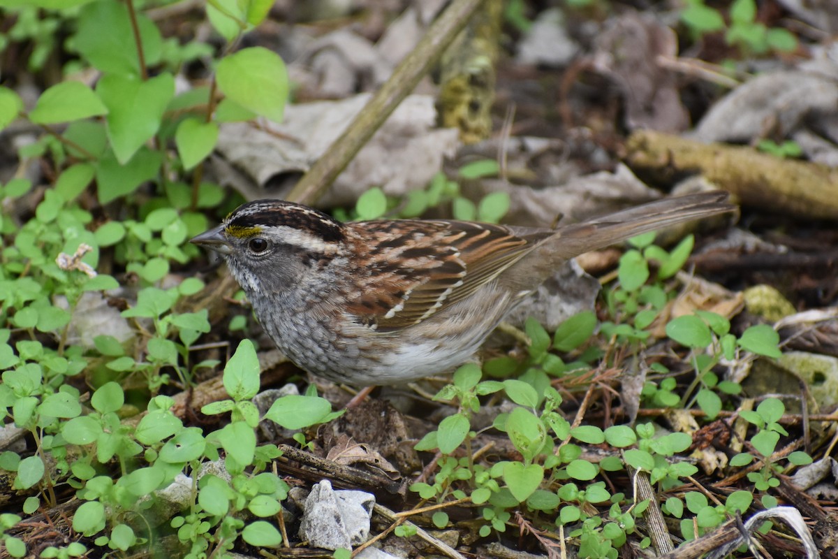 White-throated Sparrow - ML638407157