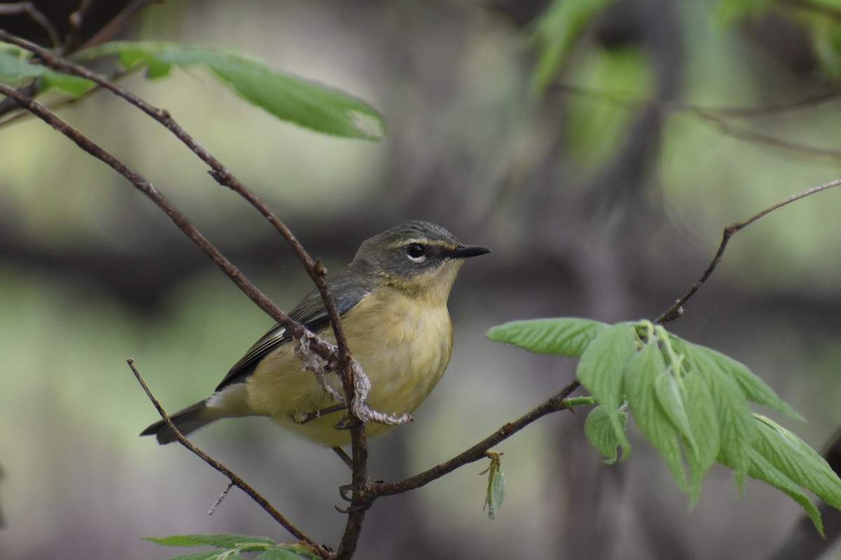 Black-throated Blue Warbler - ML638407172