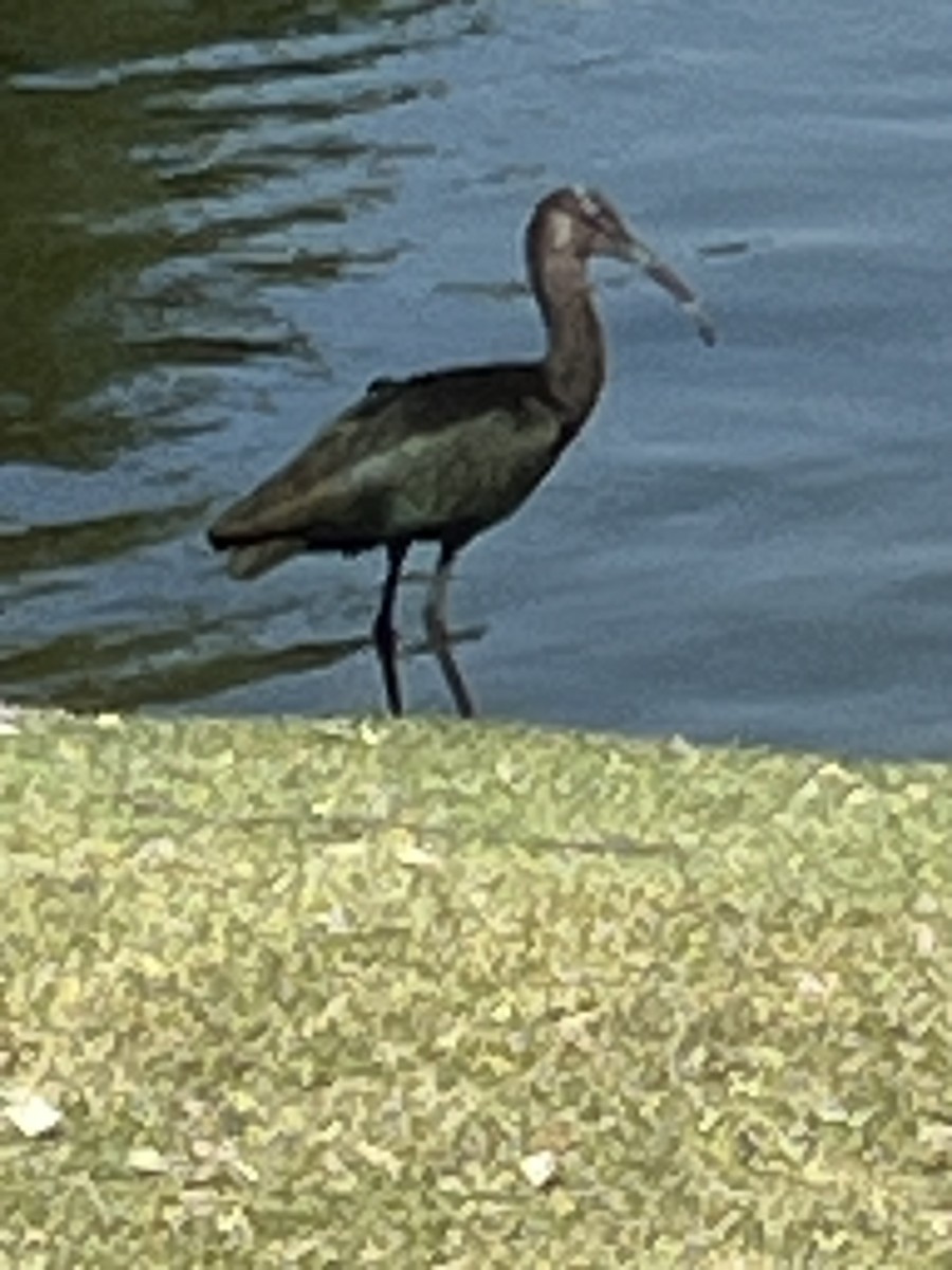 ibis americký - ML638407173