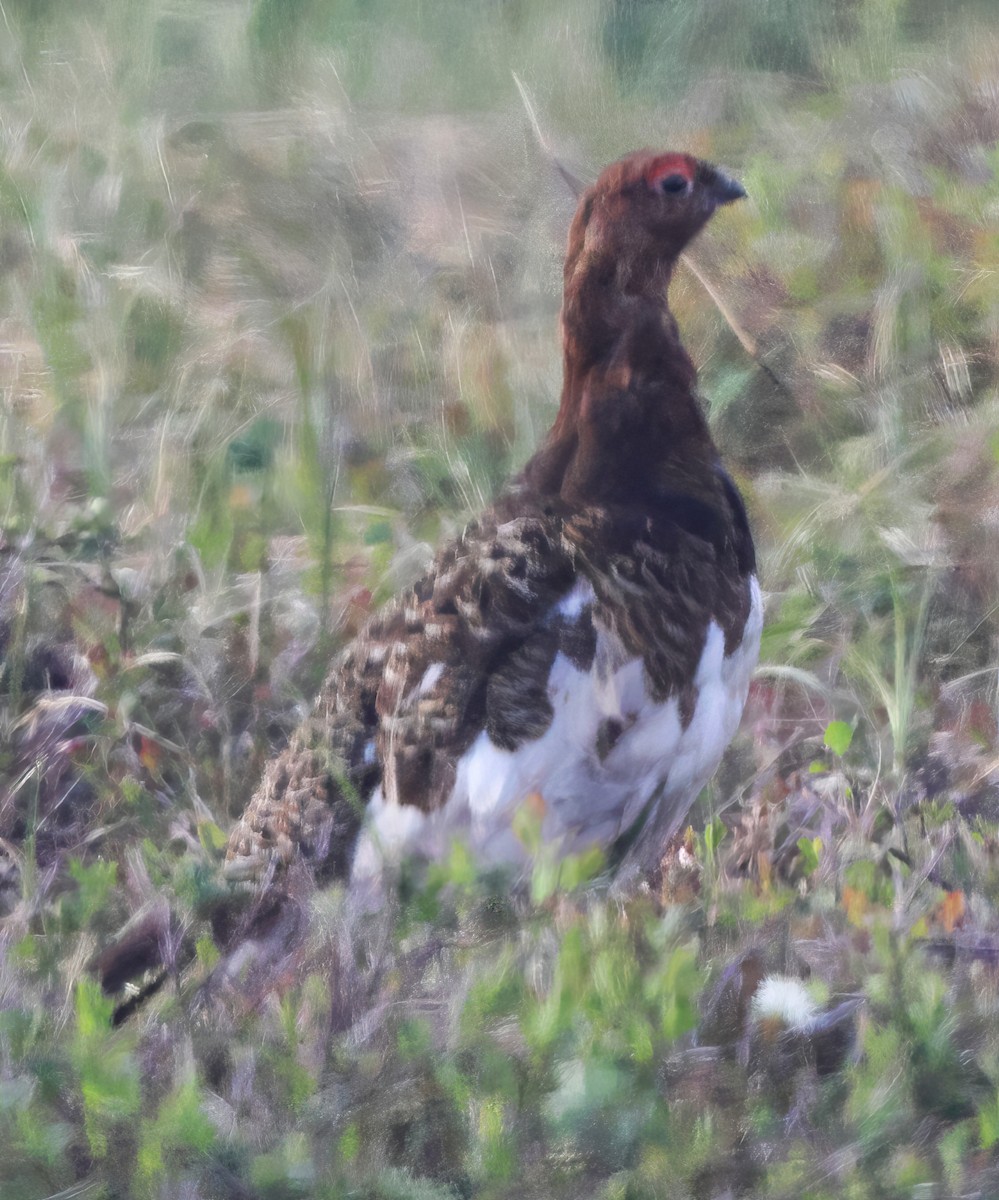 bělokur rousný - ML638407174