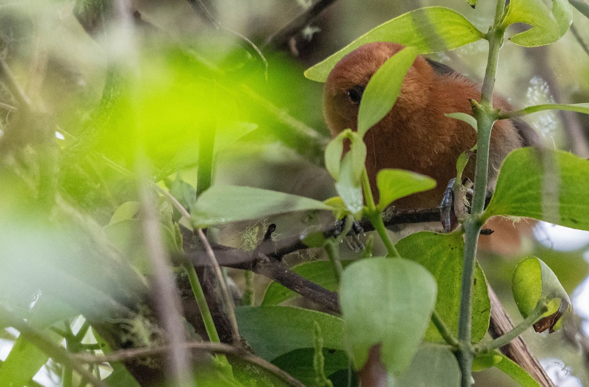 Rusty-headed Spinetail - ML638407179