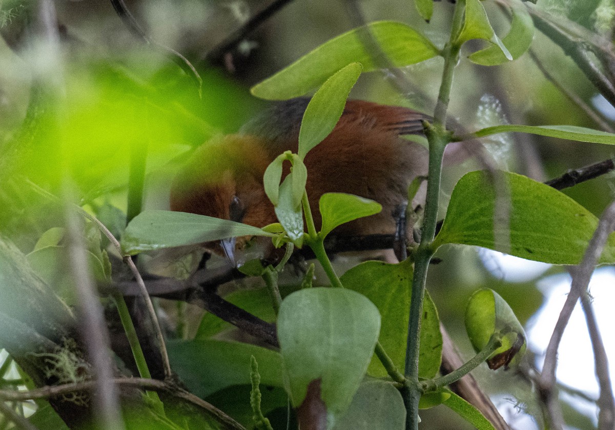 Rusty-headed Spinetail - ML638407180