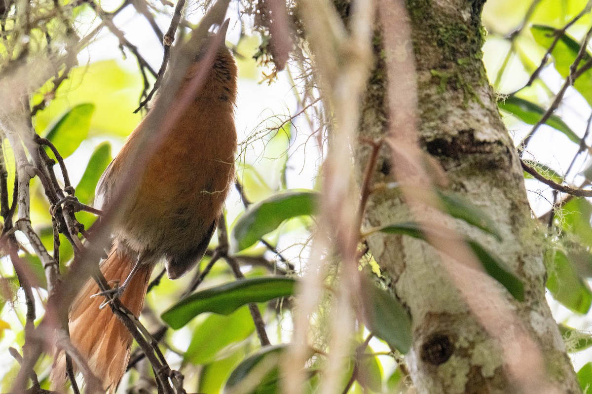 Rusty-headed Spinetail - ML638407181