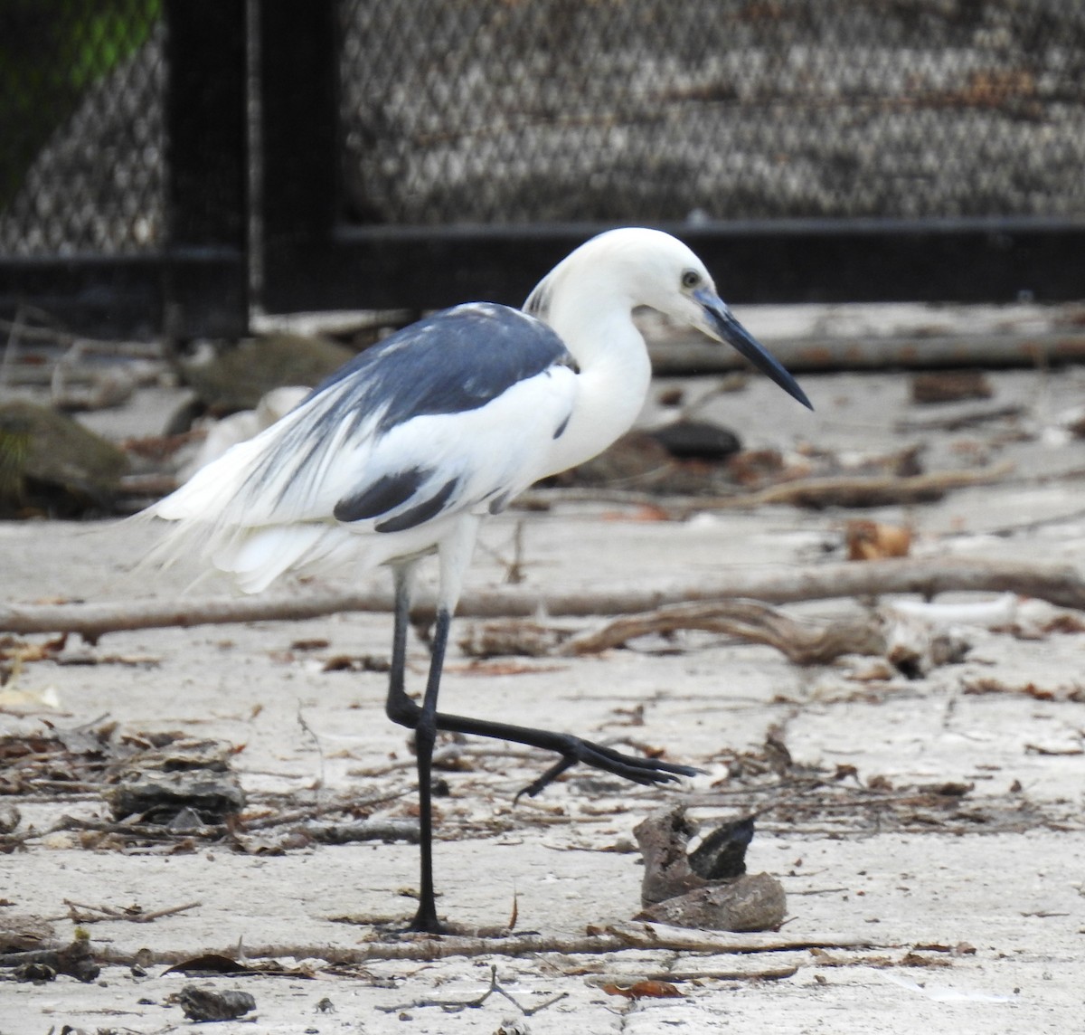 Little Blue Heron x Snowy Egret (hybrid) - ML638407201