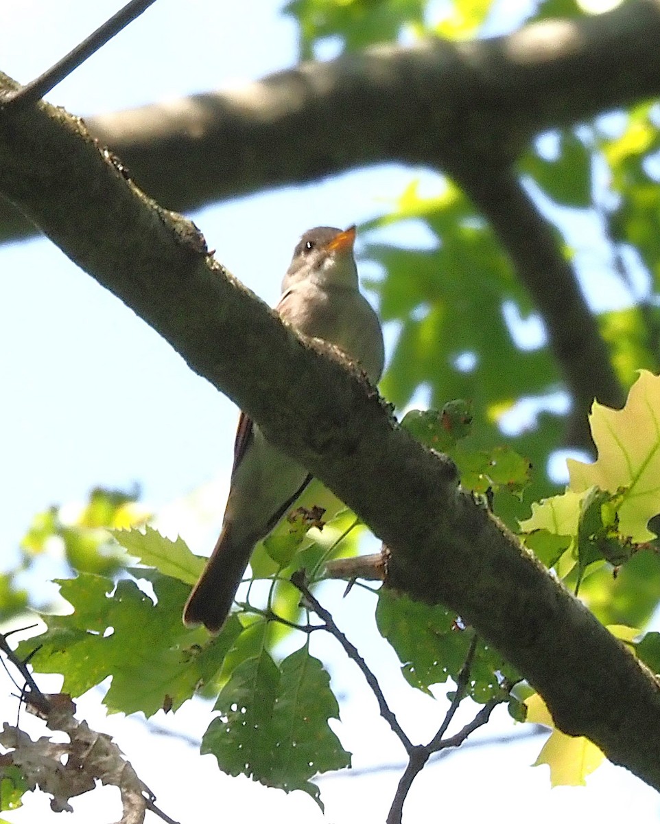 tyranovec východní - ML638407212