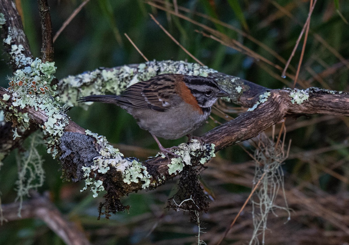 Rufous-collared Sparrow - ML638407214