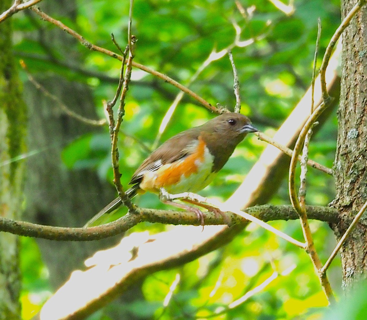 pipilo rudooký - ML638407217