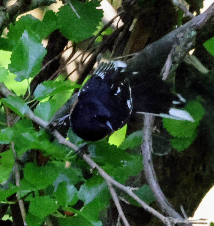 Eastern Towhee - ML638407239
