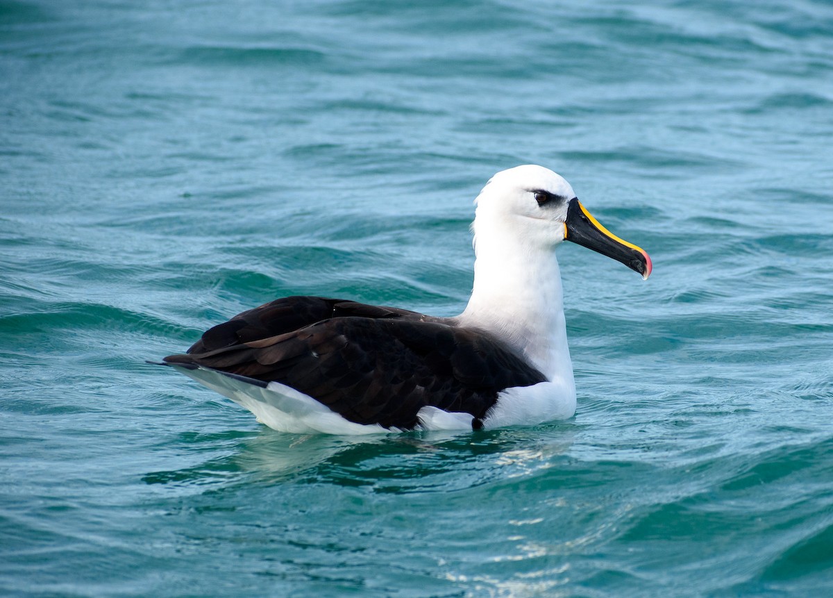 Atlantic Yellow-nosed Albatross - ML638407252