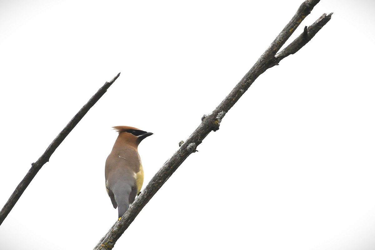 Cedar Waxwing - ML638407254