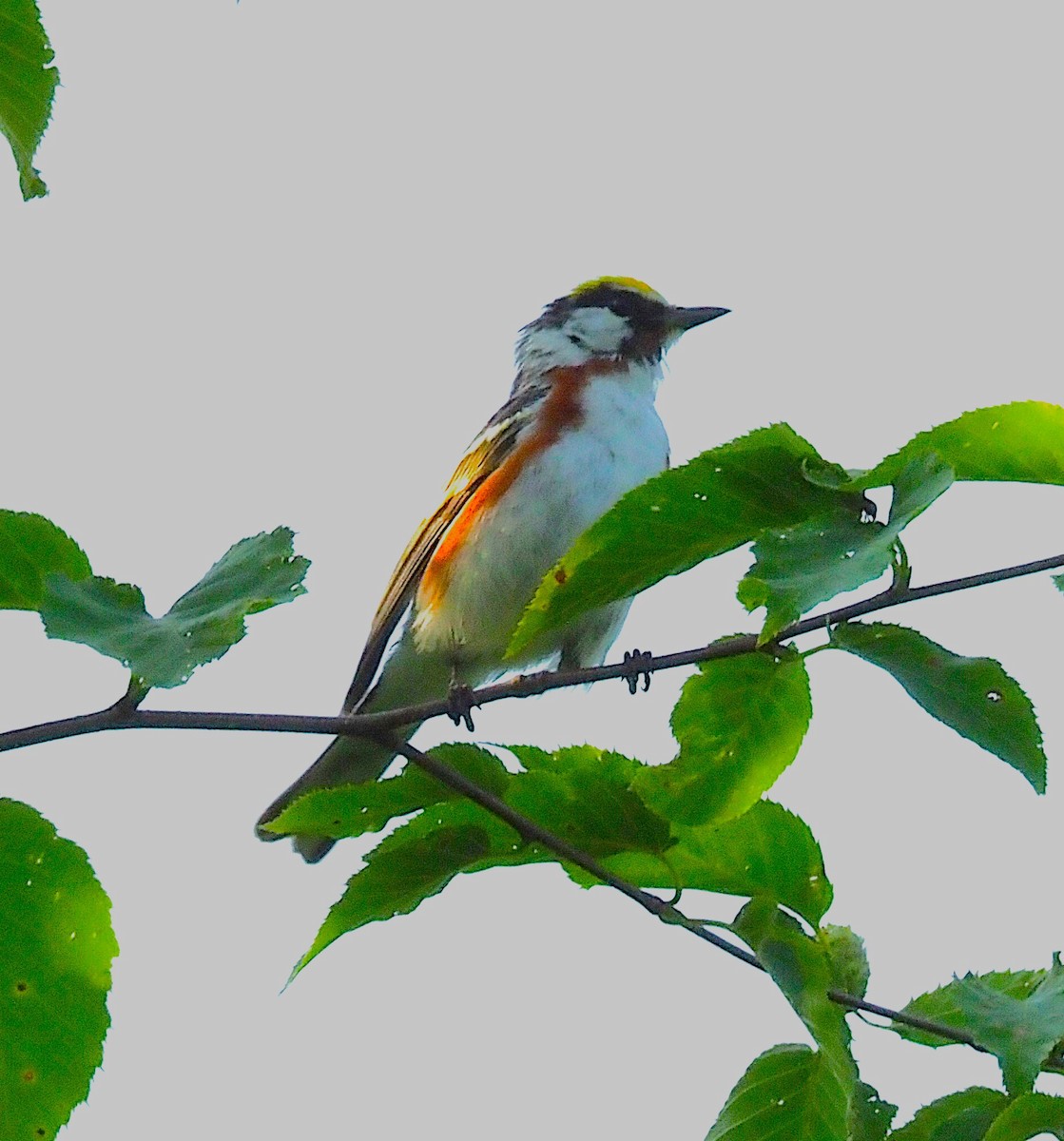 Chestnut-sided Warbler - ML638407257