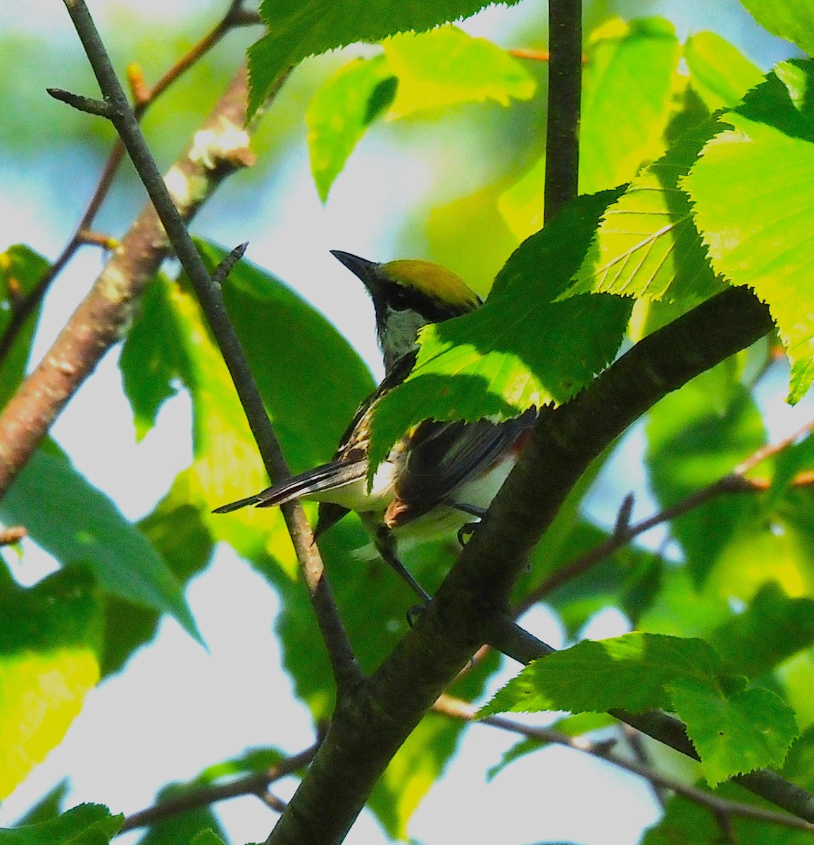 Chestnut-sided Warbler - ML638407259