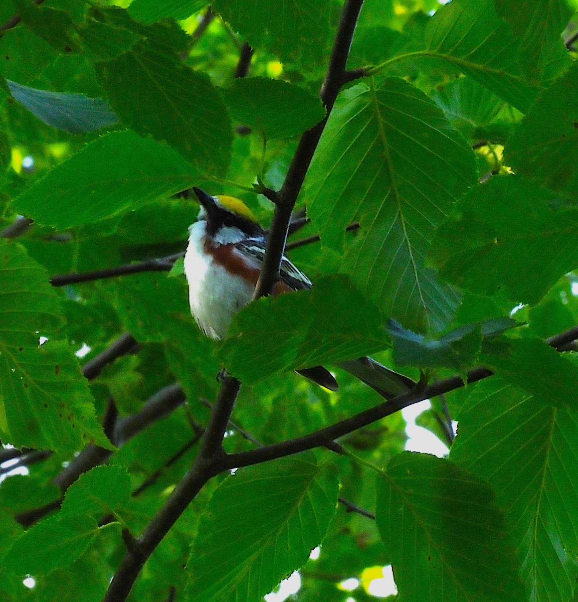 Chestnut-sided Warbler - ML638407260
