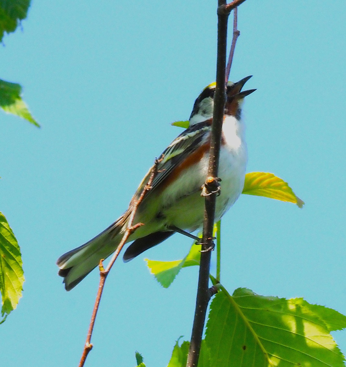Chestnut-sided Warbler - ML638407261