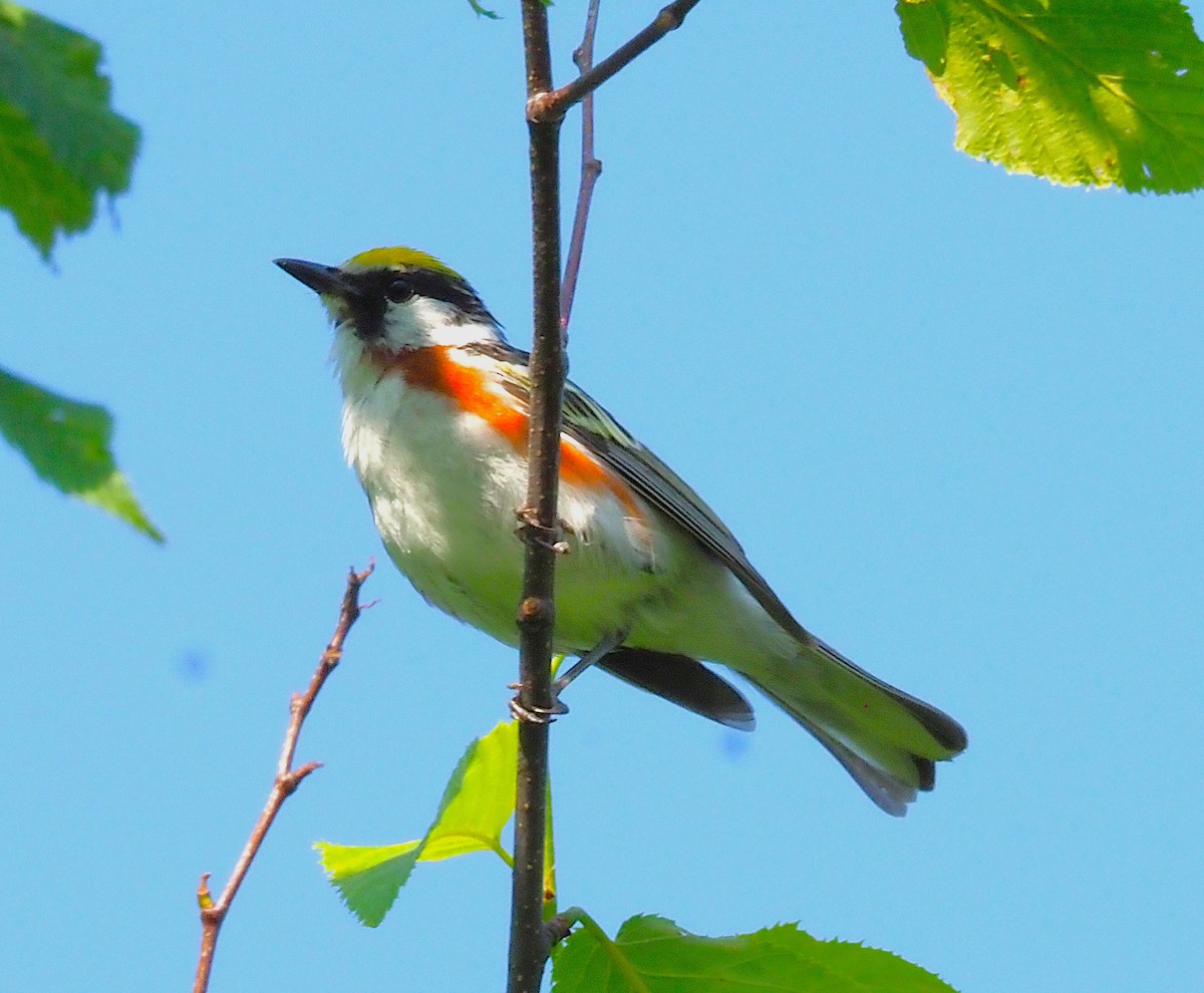 Chestnut-sided Warbler - ML638407262