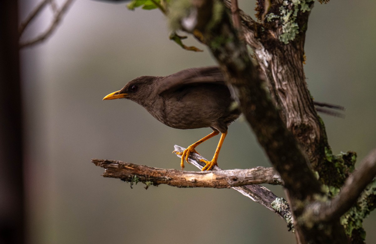 Great Thrush - ML638407263