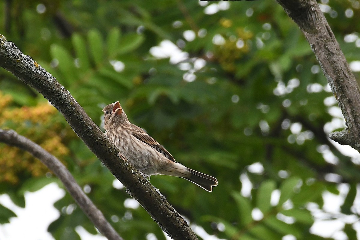 House Finch - ML638407270