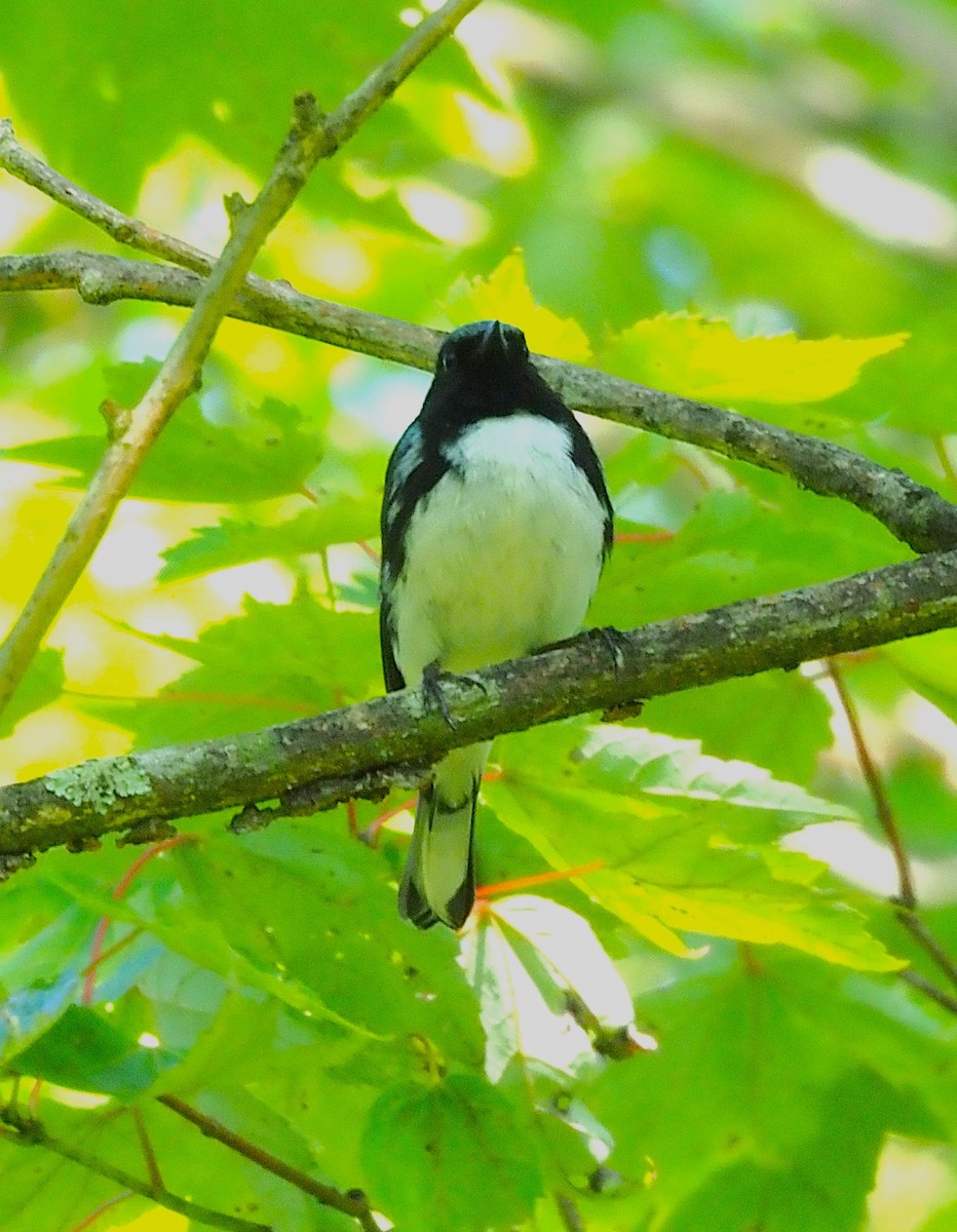 Black-throated Blue Warbler - ML638407272