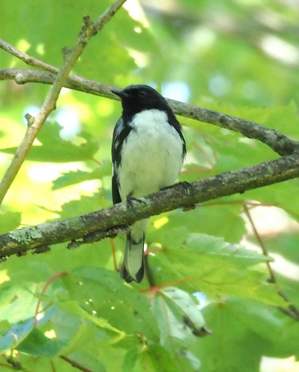 Black-throated Blue Warbler - ML638407273