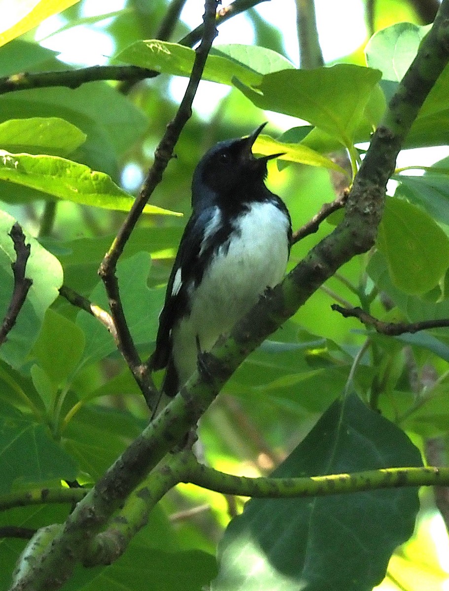 Black-throated Blue Warbler - ML638407274