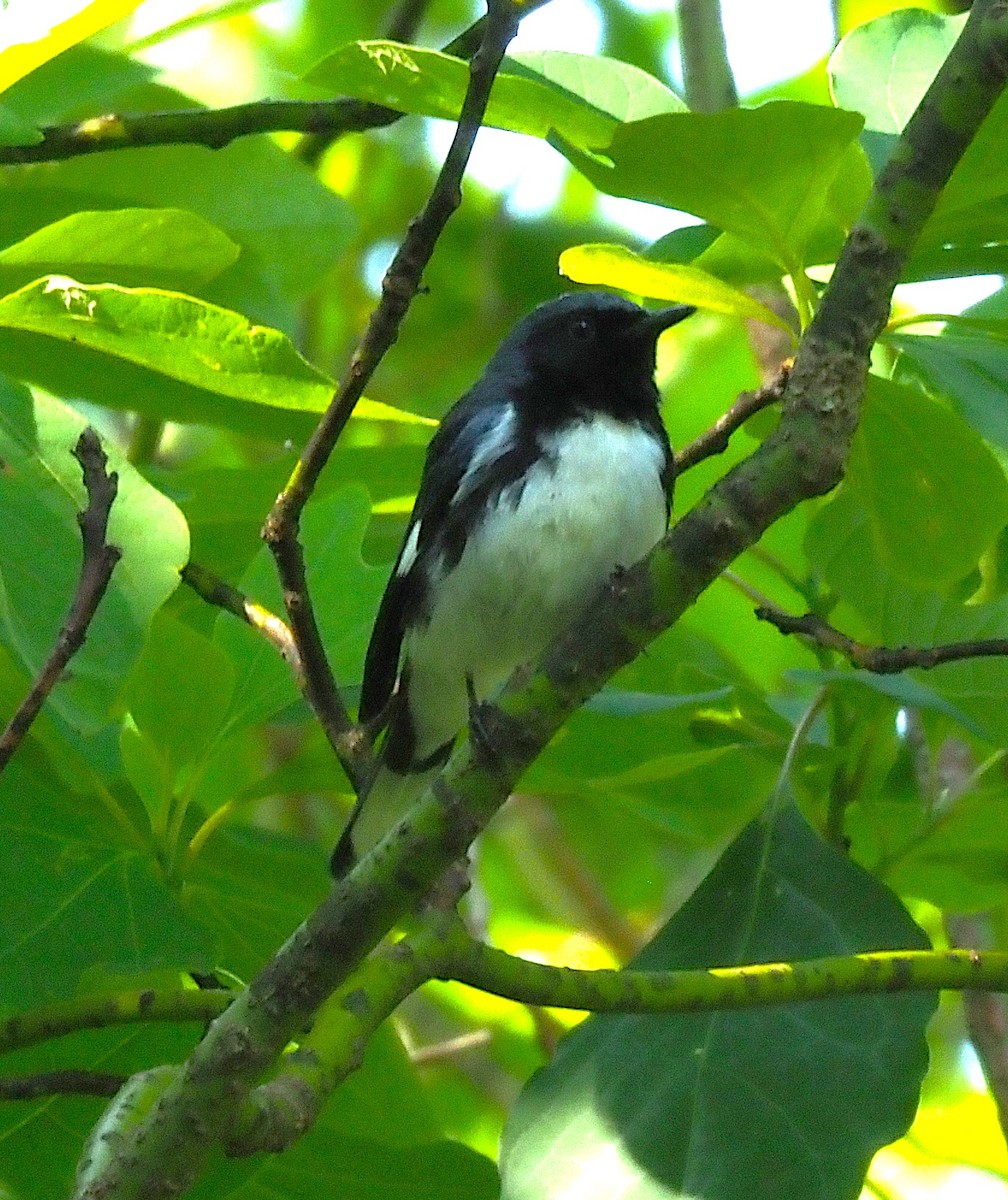 Black-throated Blue Warbler - ML638407275