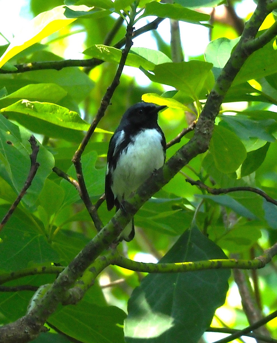 Black-throated Blue Warbler - ML638407276