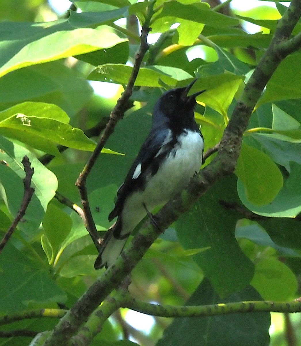 Black-throated Blue Warbler - ML638407277