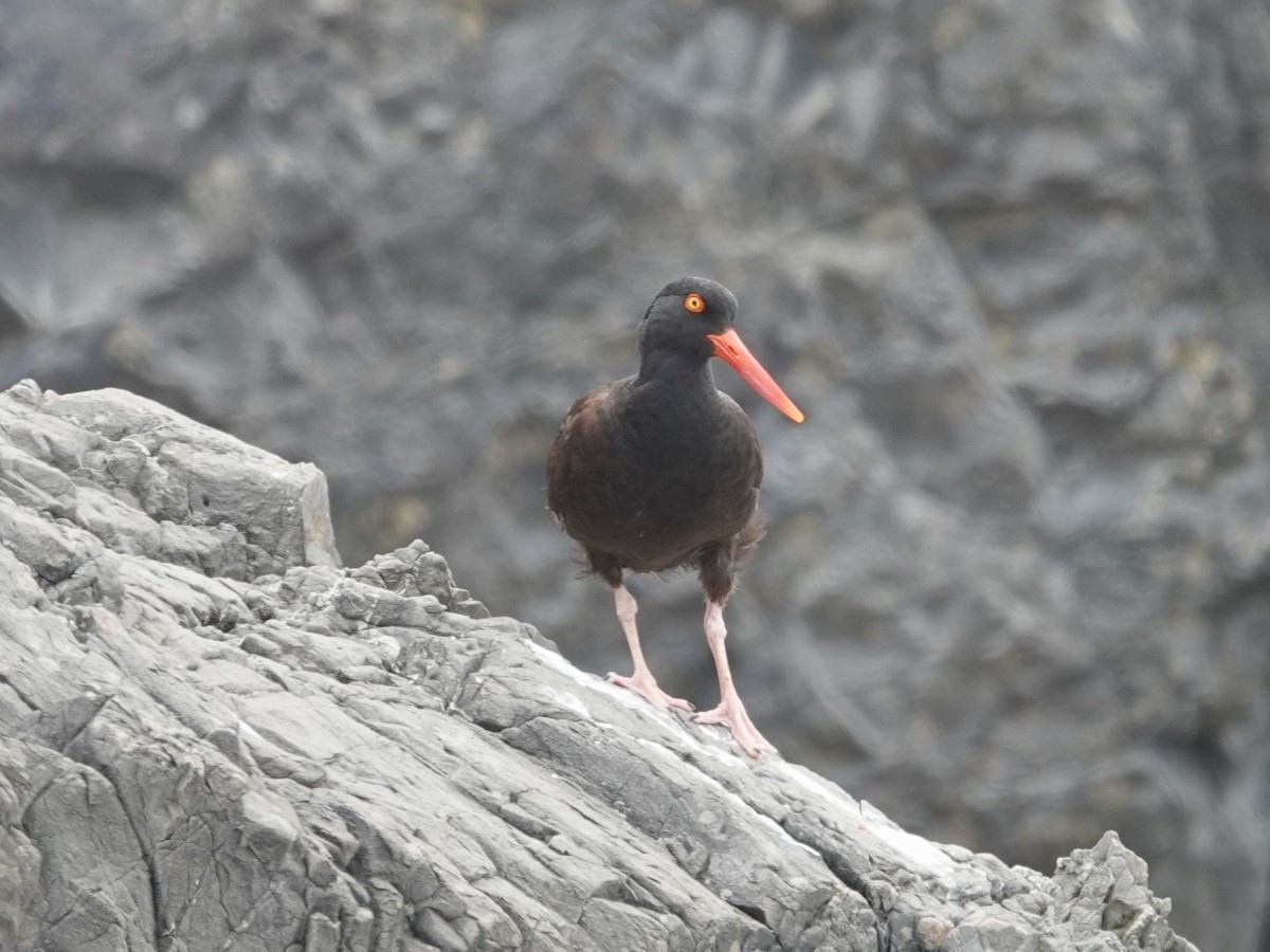 Black Oystercatcher - ML638407278