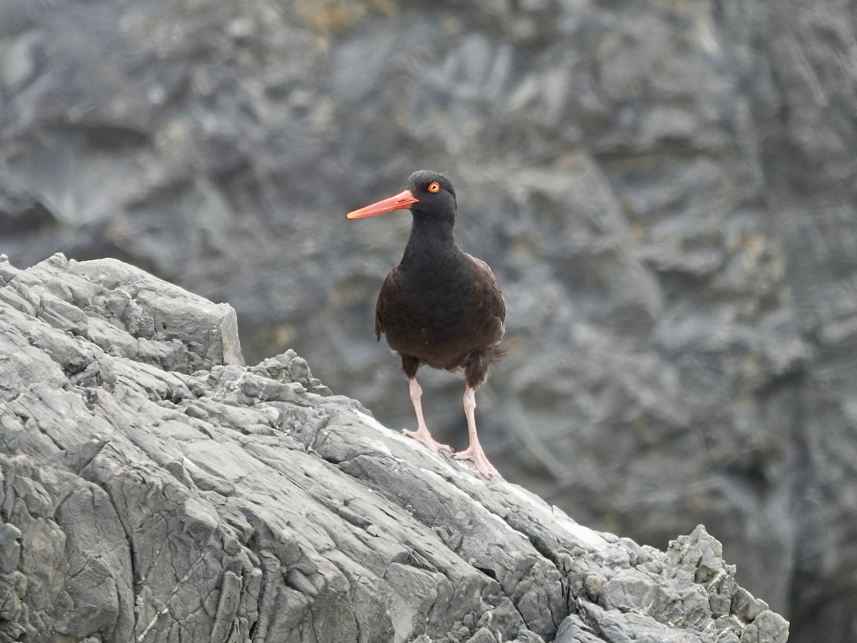 Black Oystercatcher - ML638407279