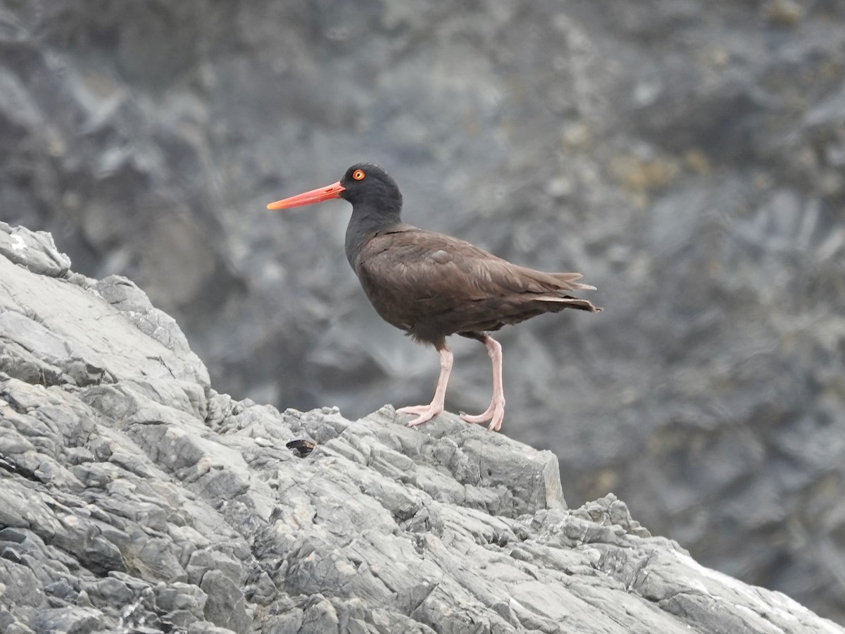 Black Oystercatcher - ML638407280