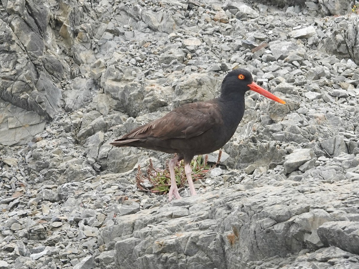 Black Oystercatcher - ML638407281