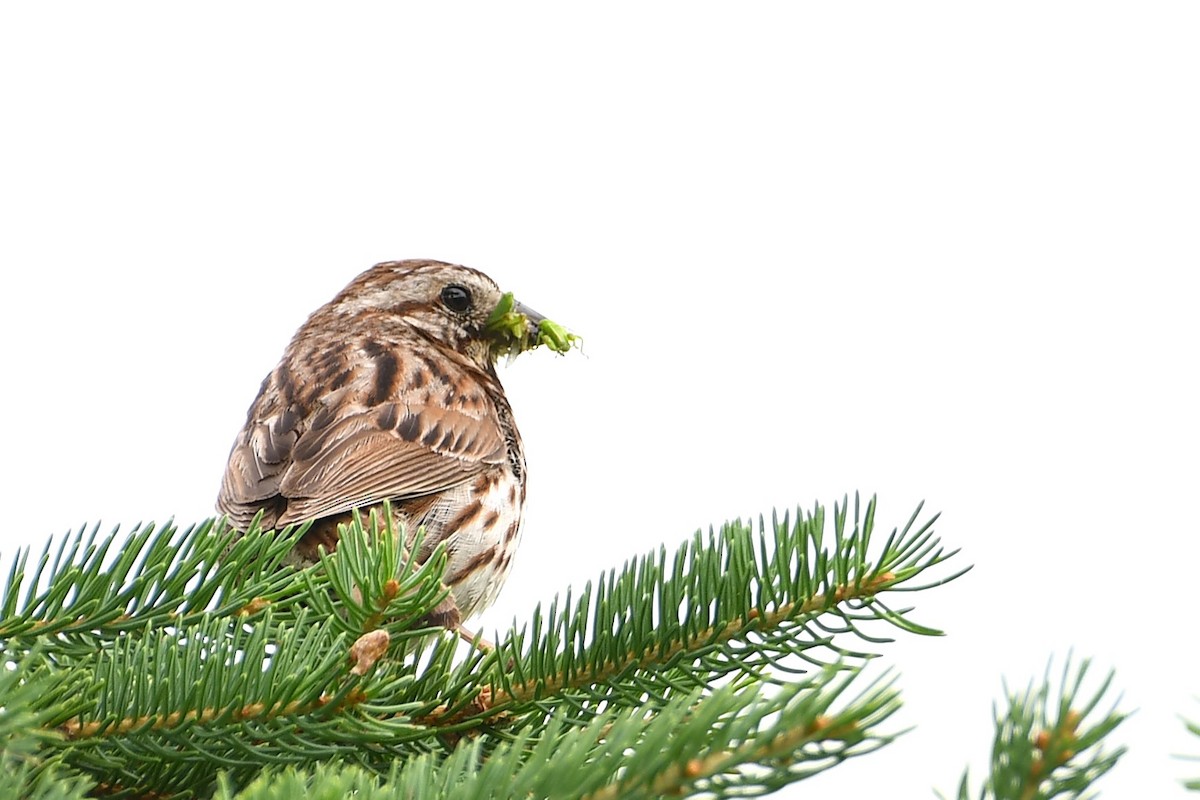 Song Sparrow - ML638407284