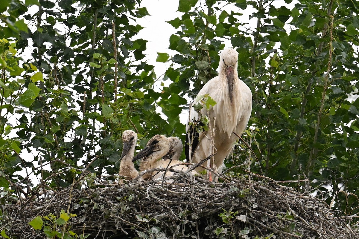 Cigogne blanche - ML638407287