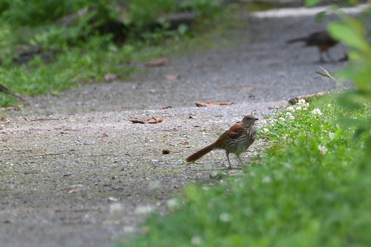 Brown Thrasher - ML638407307
