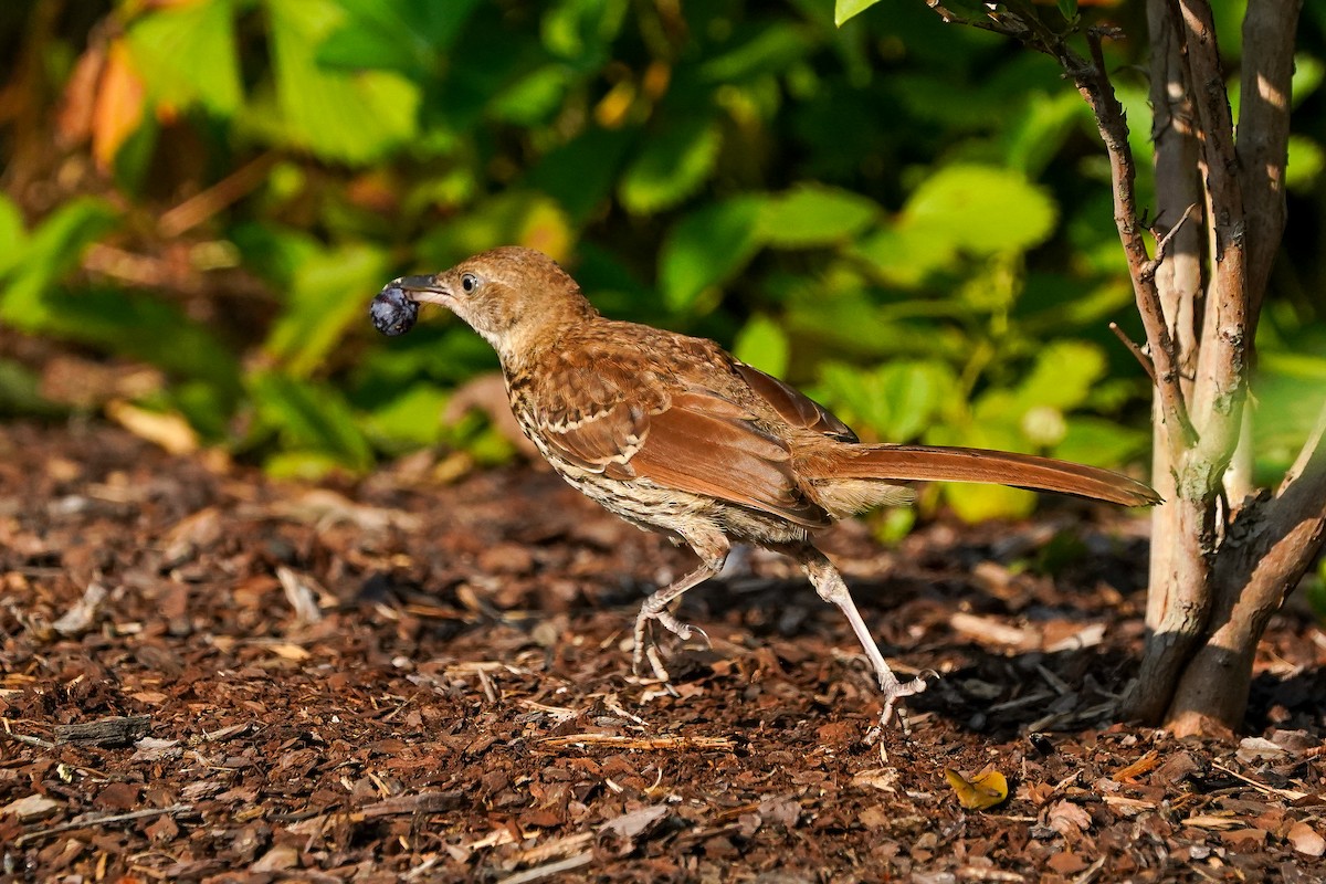 Brown Thrasher - ML638407358