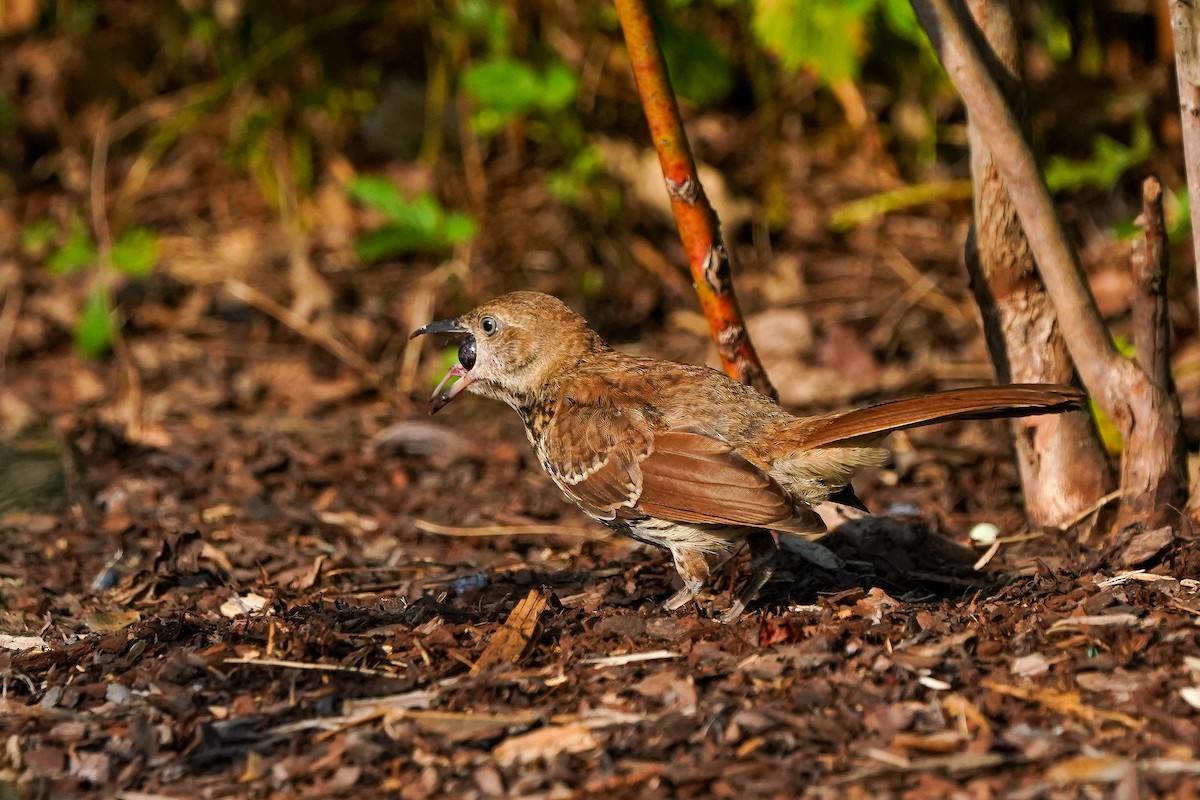 Brown Thrasher - ML638407360