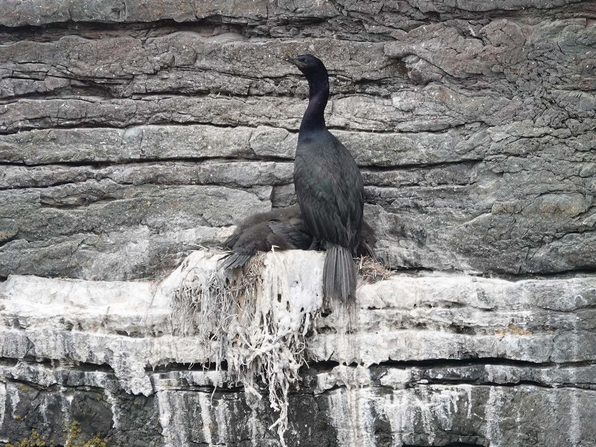 Pelagic Cormorant - ML638407398
