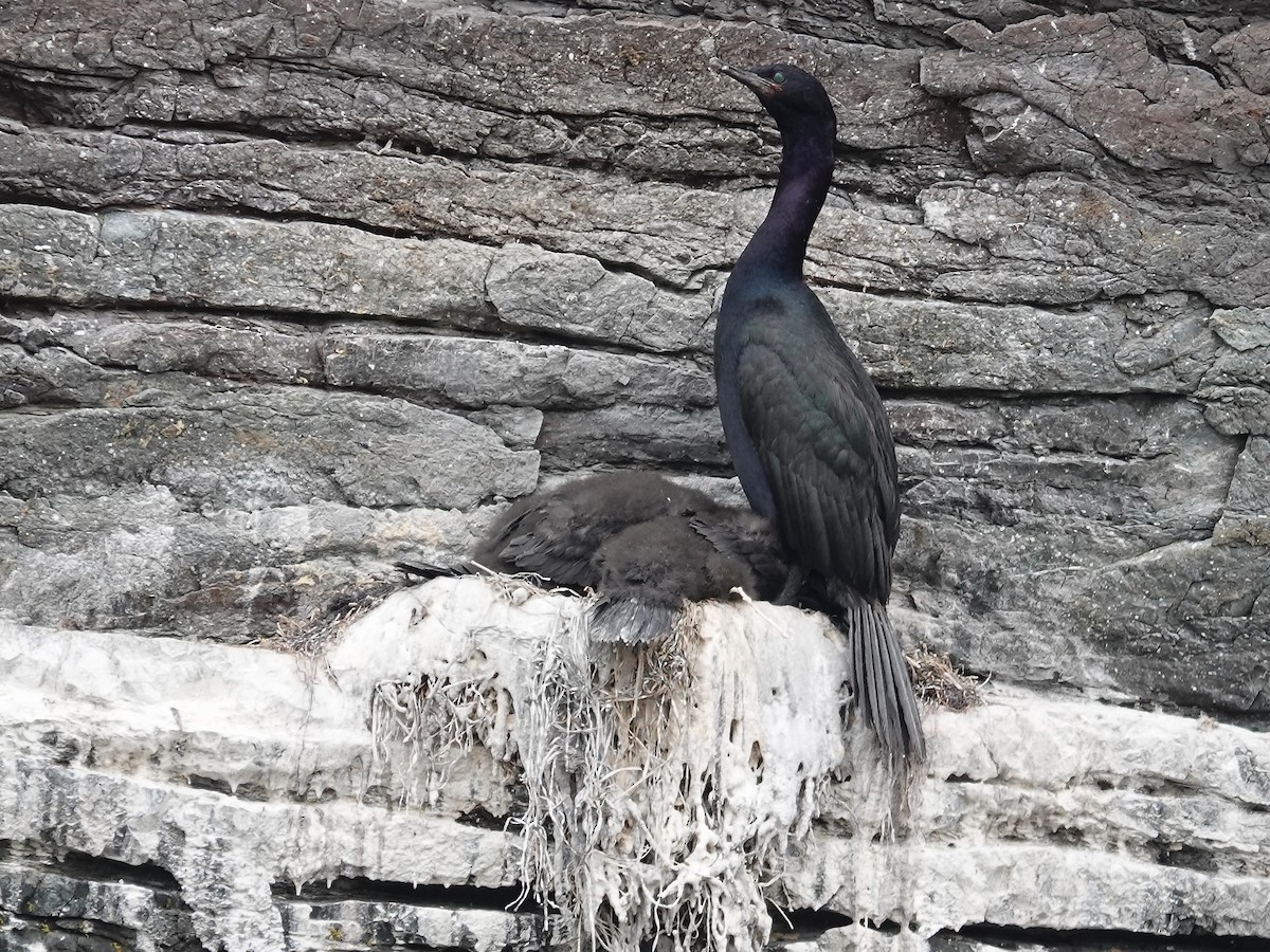 Pelagic Cormorant - ML638407399