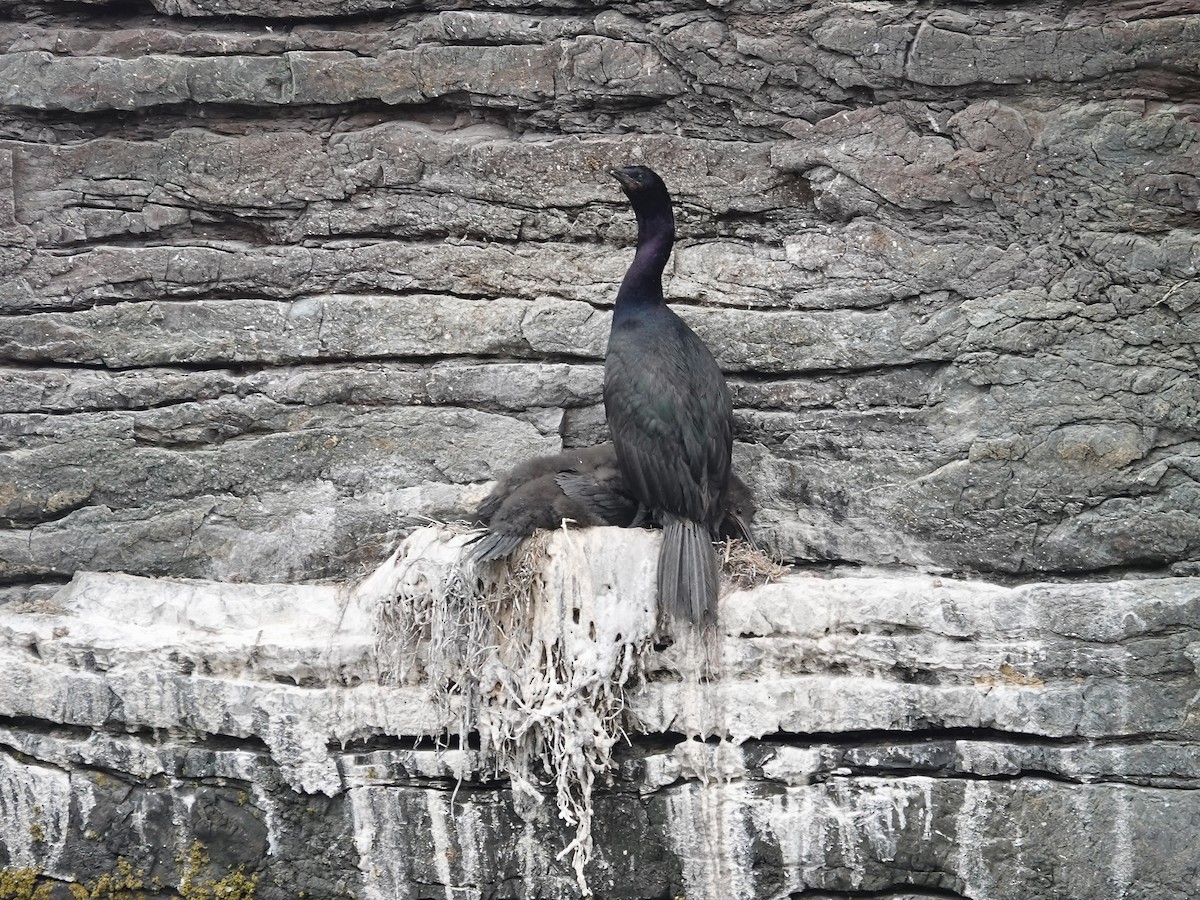 Pelagic Cormorant - ML638407400
