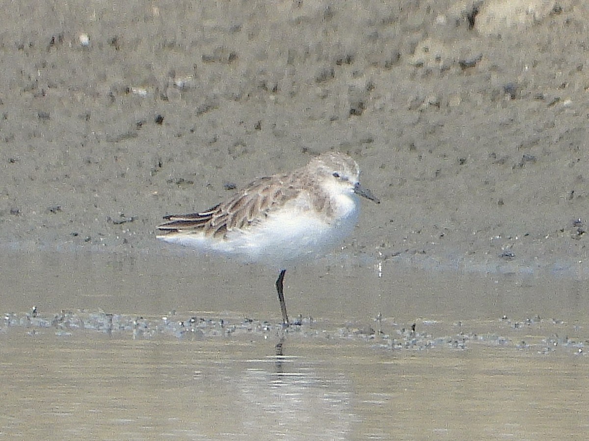 Little Stint - ML638407472