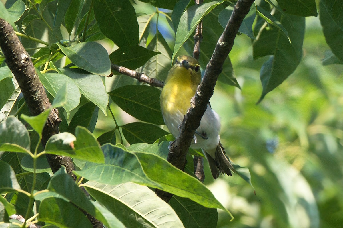 Yellow-throated Vireo - ML638407476