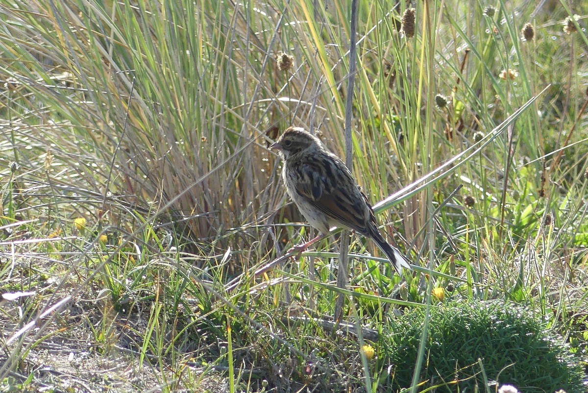 Reed Bunting - ML638407556
