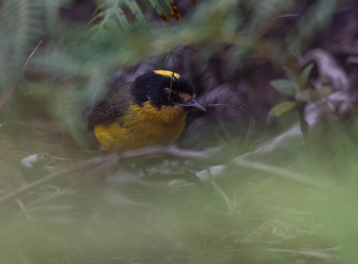 Yellow-crowned Redstart - ML638407575