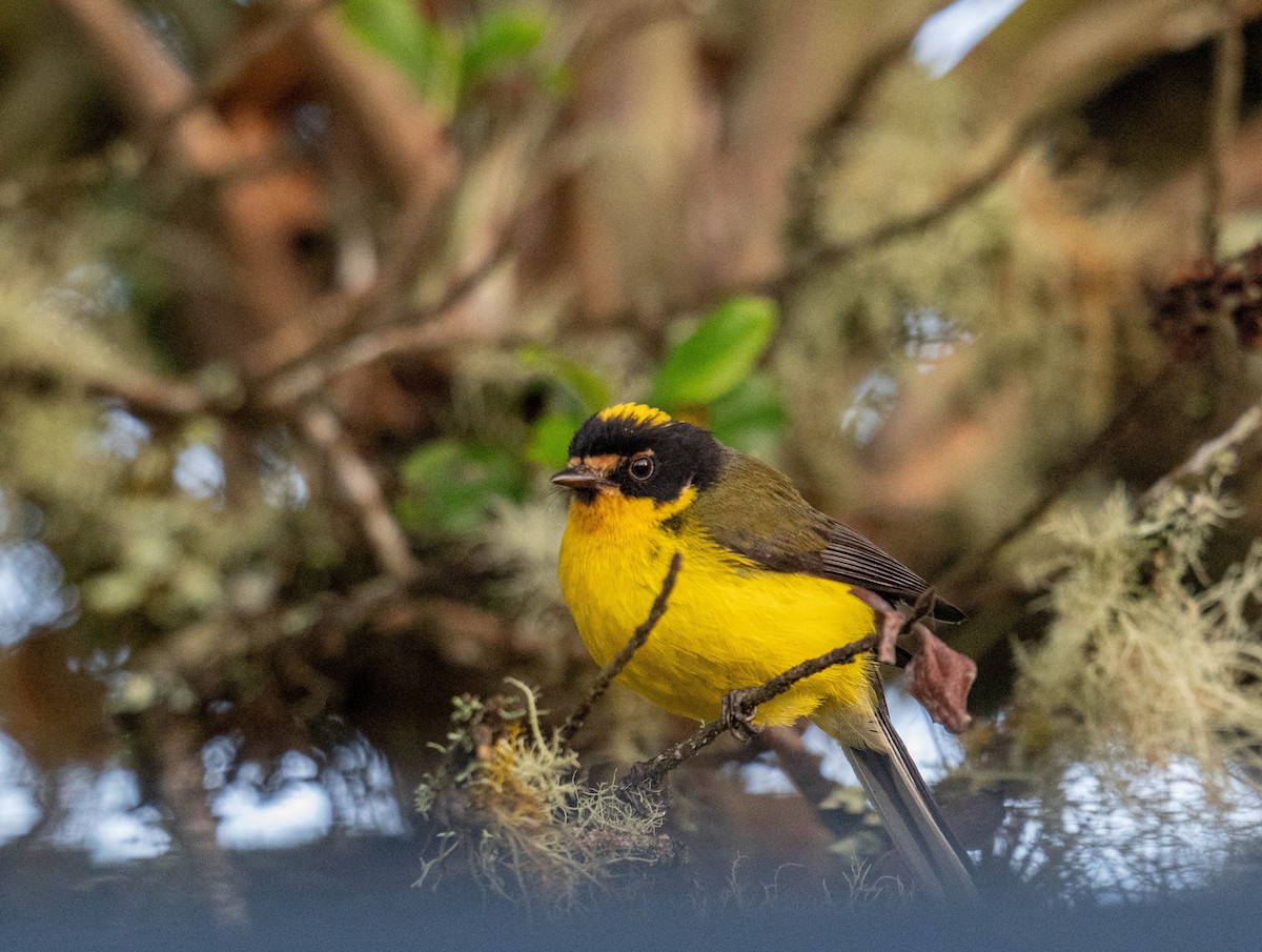 Yellow-crowned Redstart - ML638407581