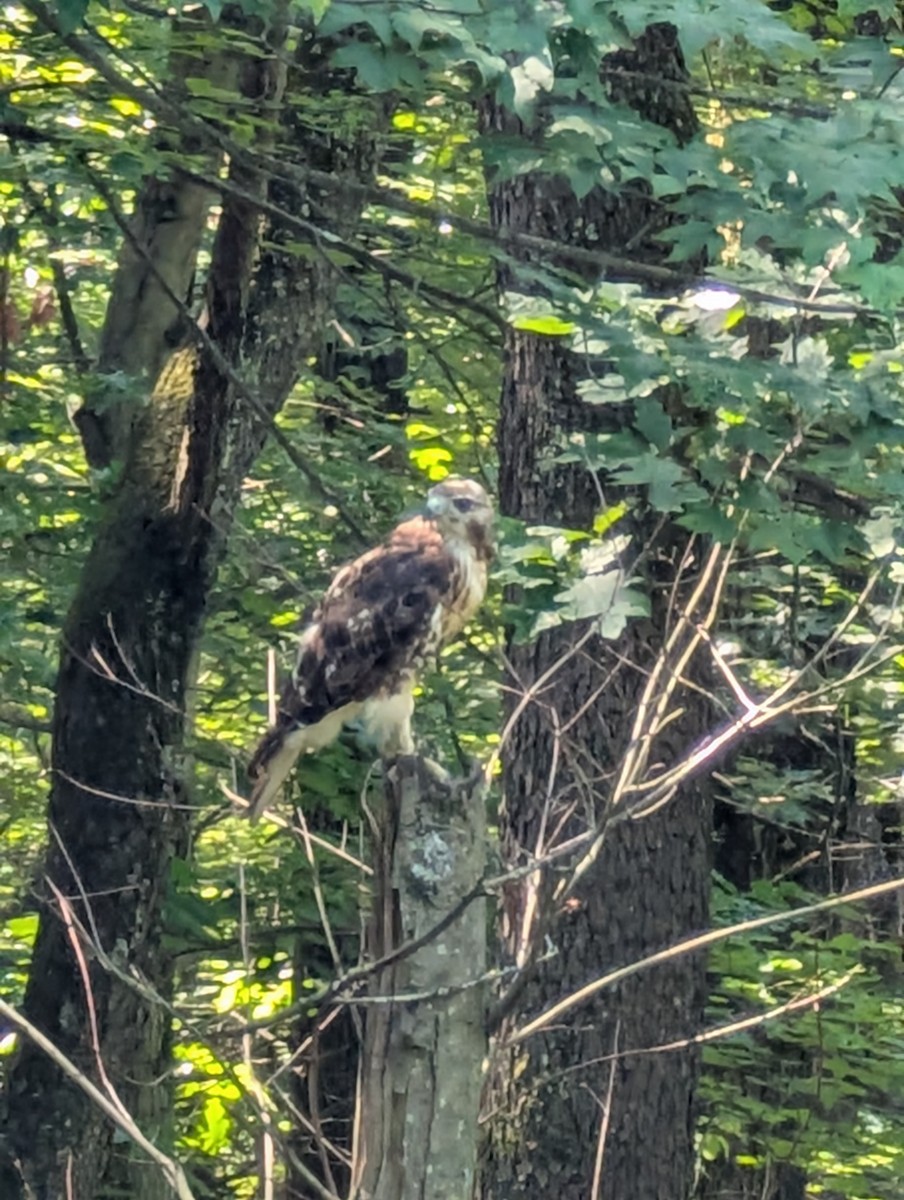 Red-tailed Hawk - ML638407588