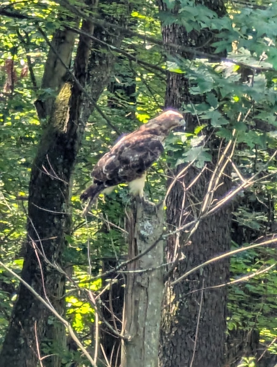 Red-tailed Hawk - ML638407589